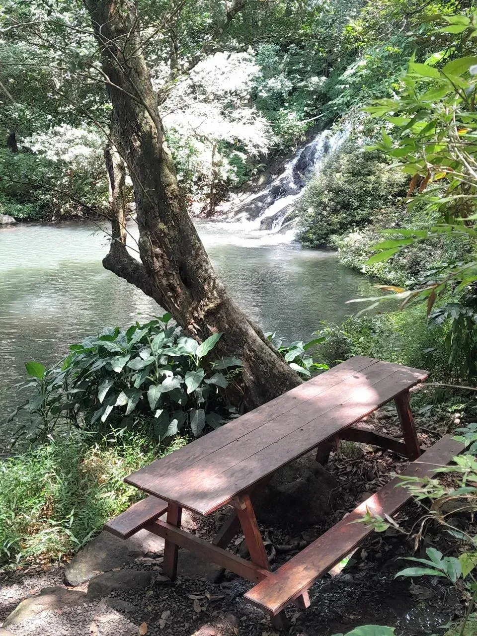 Wooden picnic table beside a jungle river in Costa Rica