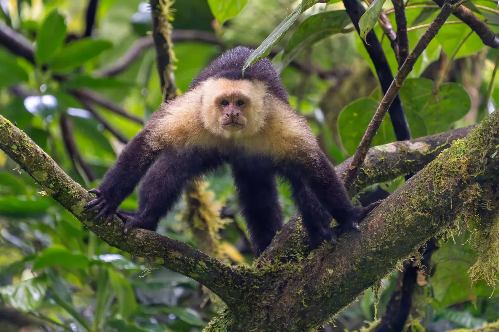 White-faced capuchin monkey in the Costa Rican rainforest